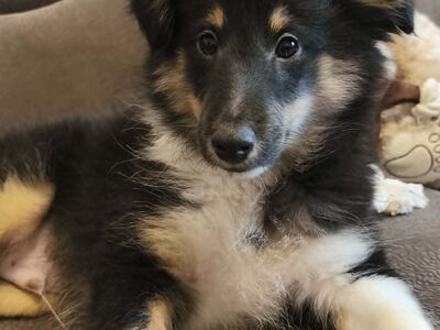 Sheltie kutsikad