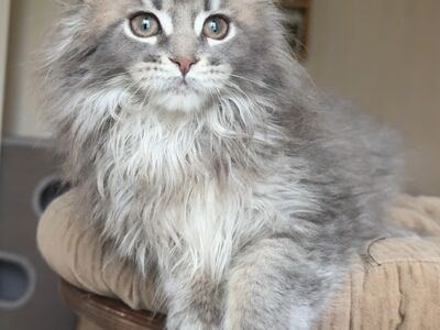 Maine Coon, isane