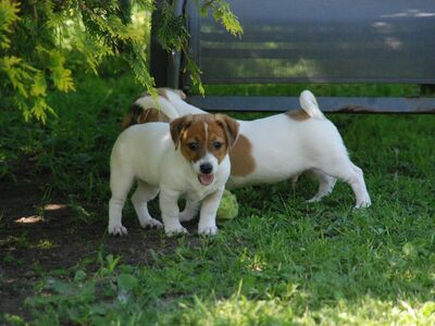 Jack Russell Terrier