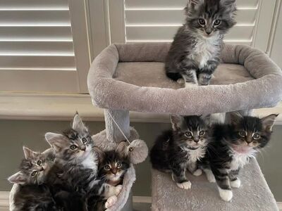 Maine Coon kassipojad