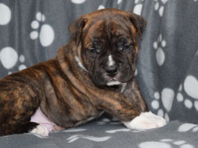 American Staffordshire Terrier