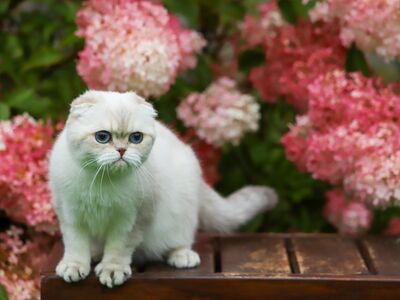 Scottish Fold (tõutunnistusega)
