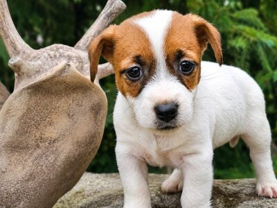 Jack Russell terjer