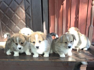 Welsh corgi pembroke kutsikad