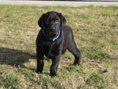 Labradori retriiveri kutsikad