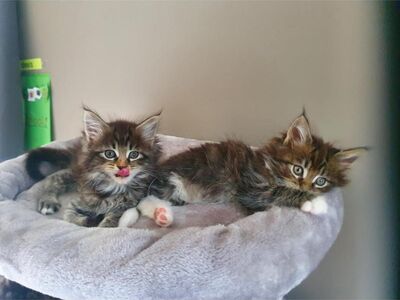 Котята мейн-кун