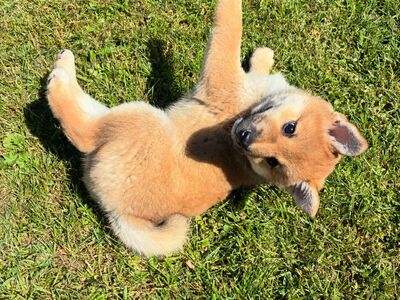 Shiba Inu