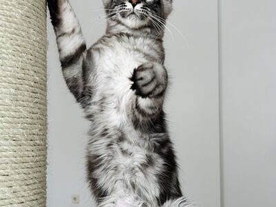 Maine Coon