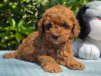 Cavapoo kutsikad