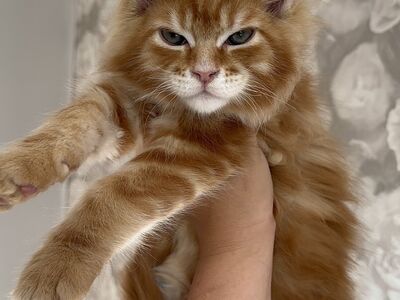 Maine Coon, isane